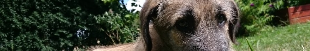 Caesar Irish Wolfhound رمز قناة اليوتيوب