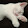 John The Guy Who Likes Cats