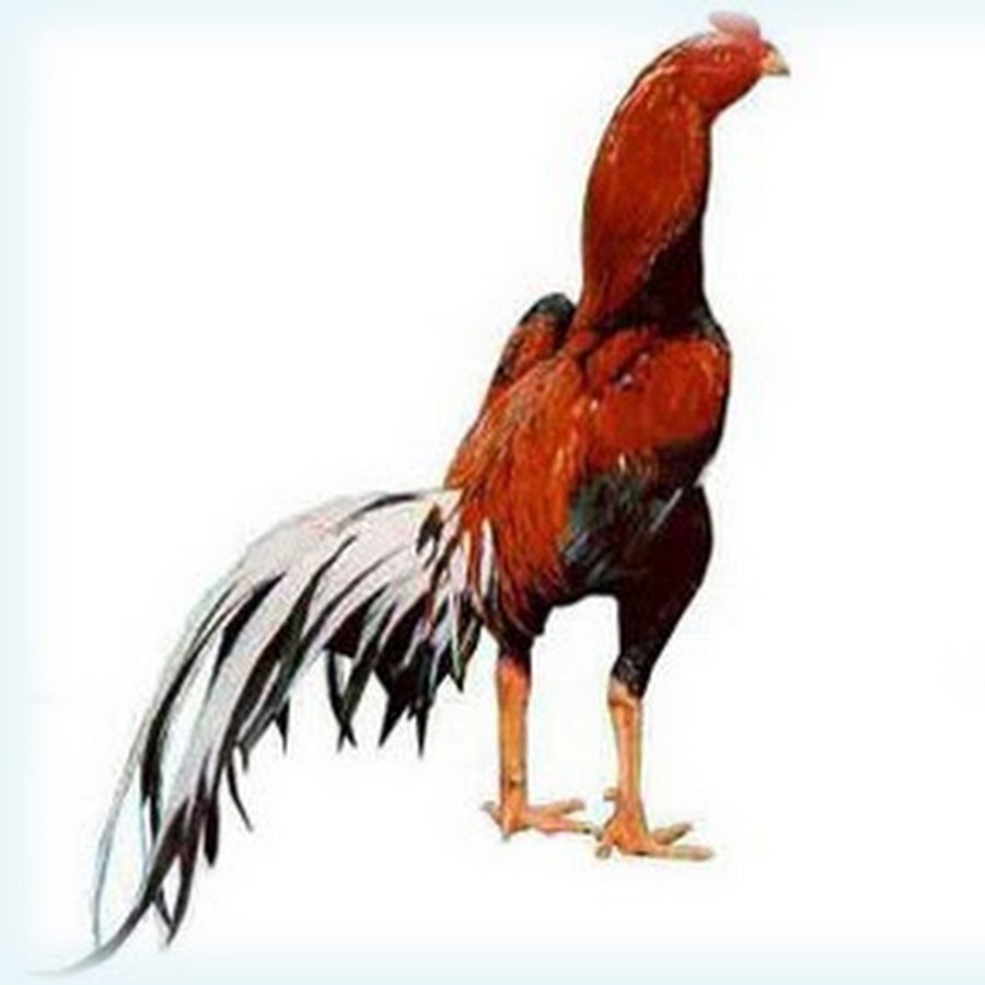 Gambar Sabung Ayam Siam Shamo Jepang Berbeda Bangkok Super