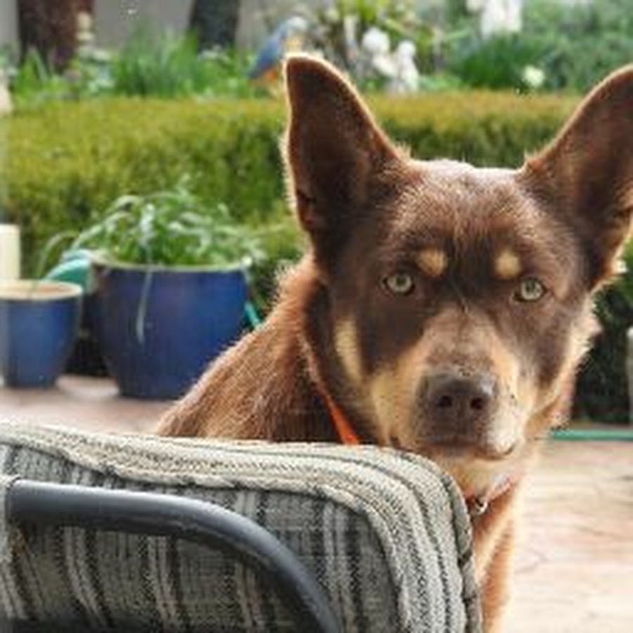 Kelpie The Legend Documentary Kelpie The Legend Documentary