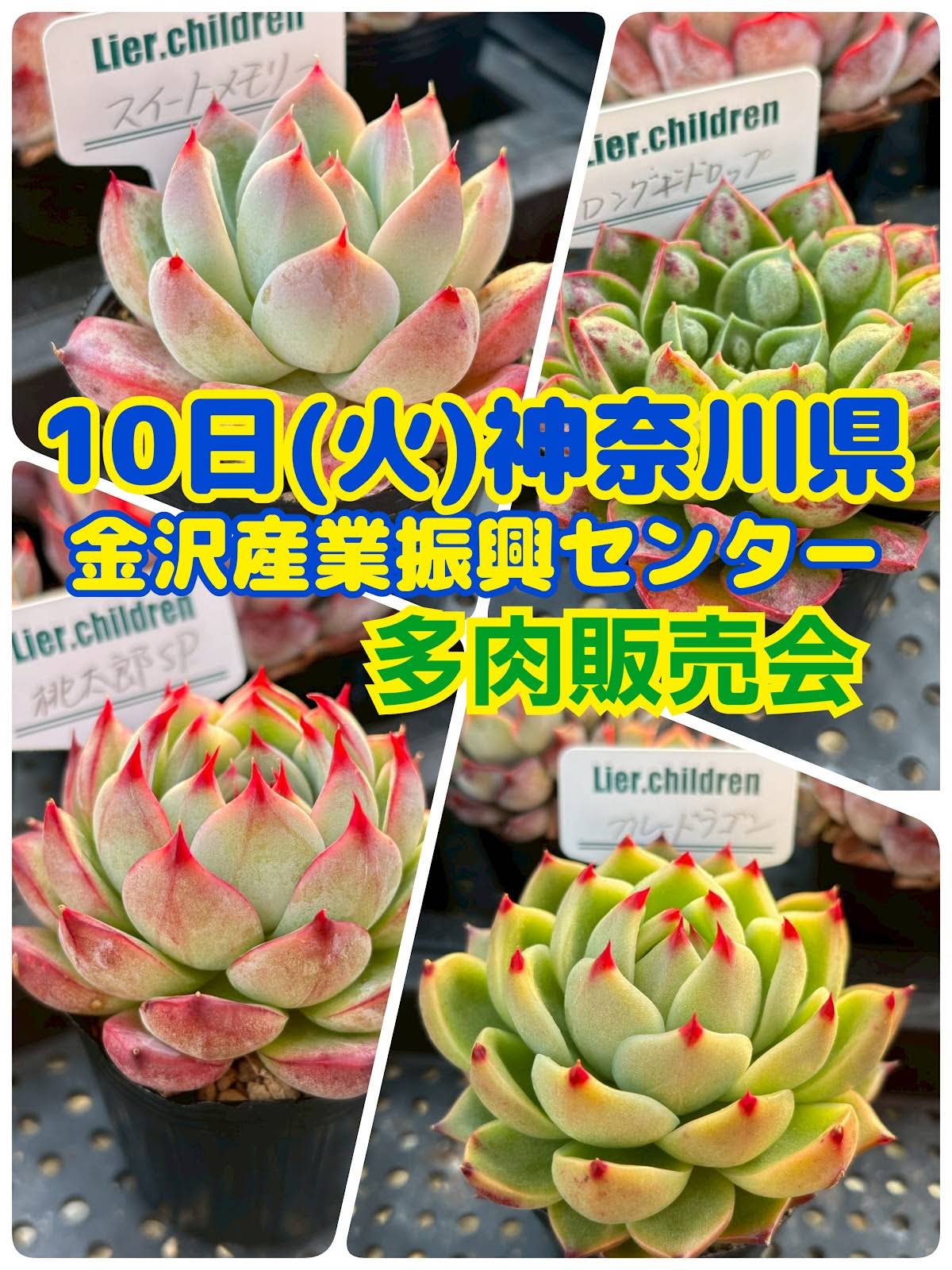 多肉農家Lier.succulentガーデニングちゃんねる - YouTube