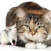 RatCat92