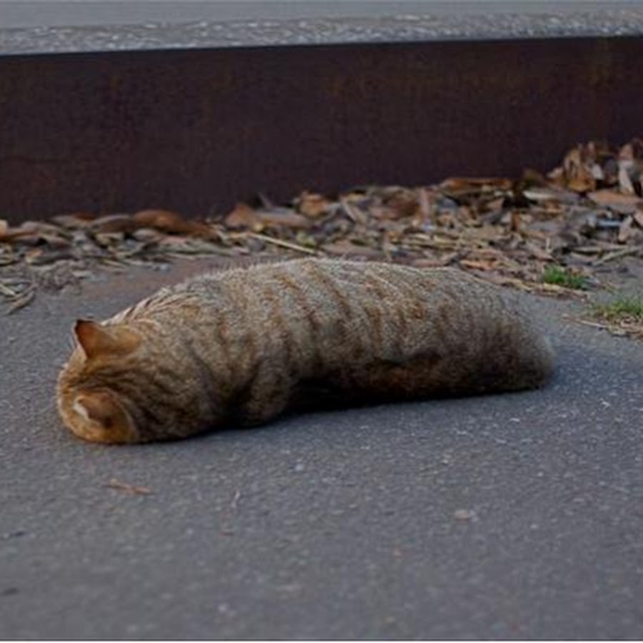 Fandroid BONUS! YouTube