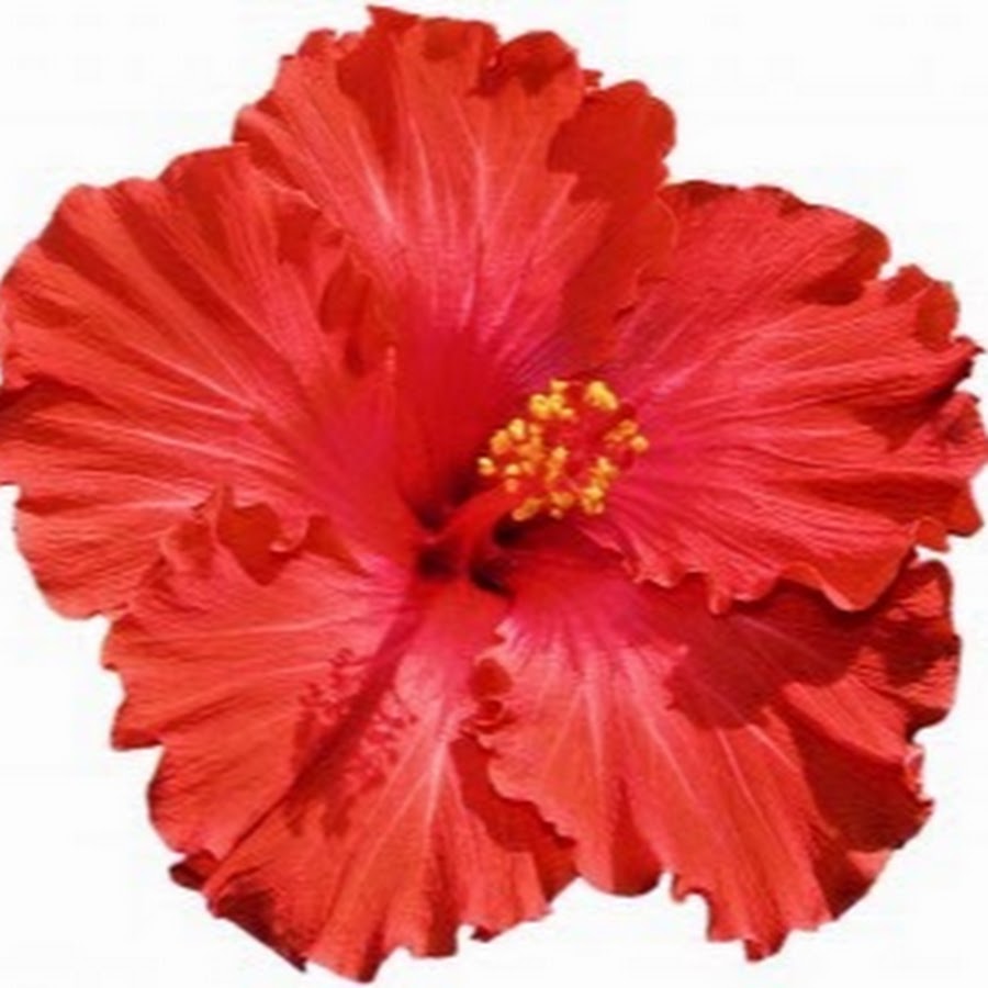 Hibiscus Fest Fiji - YouTube