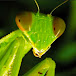 doubtingmantis