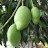 Mango Tree