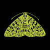 The Moth