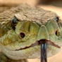 Austin The Rattle Snake