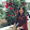 Meryem Yıldız
