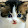 RudeKawaii Fox