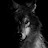Cuban Wolf