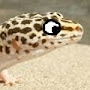 Gaming Gecko70770