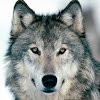ArcticGamez