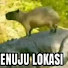 Kumbang Ganteng