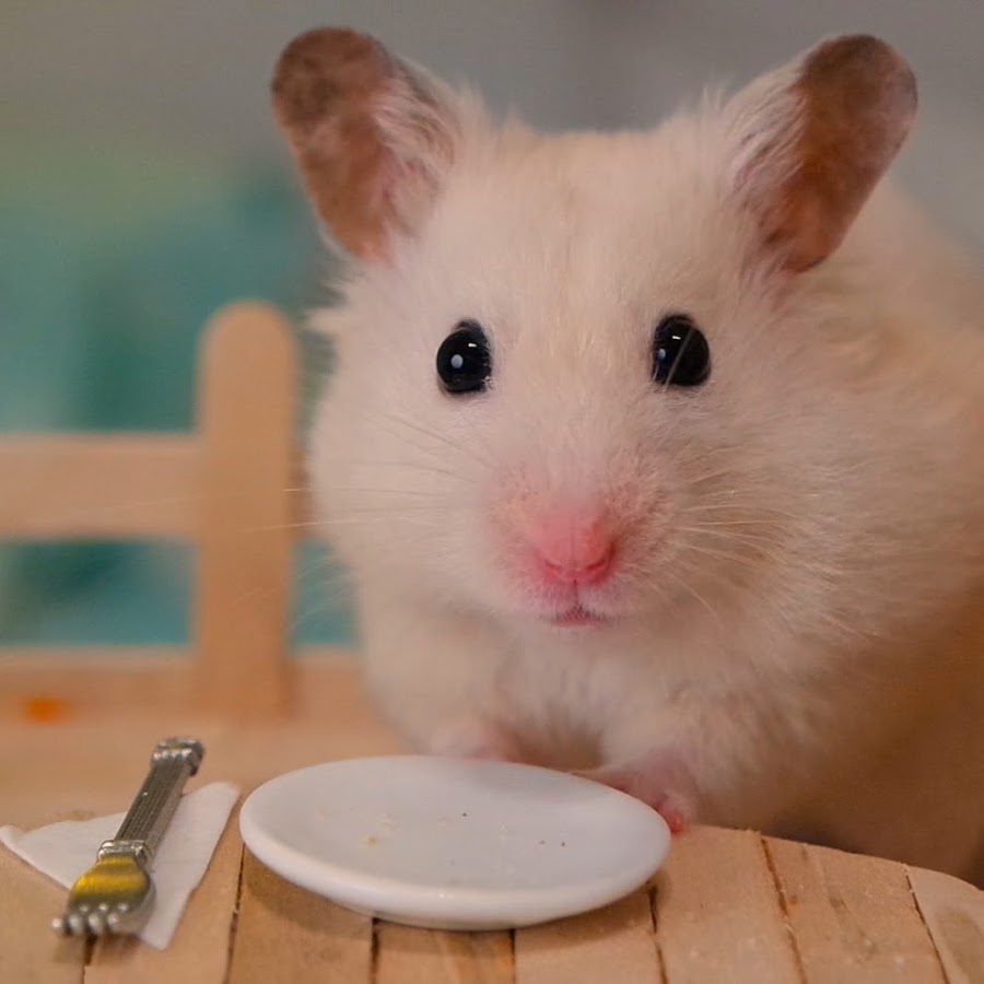 Uncategorized Hamster Free Vids vanillahamham youtube