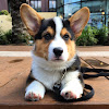 Great Gatsby the Corgi - YouTube
