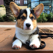 Great Gatsby the Corgi Channel Videos