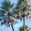 SOPAPITAS