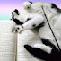 PJrJ2GFEi0I-channel-avatar-cats hate literacy