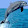 Dolphincat613