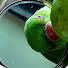 _HvWA6xrTp4-channel-avatar-TukTuk Parrot 🦜