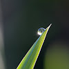 dewdrop157