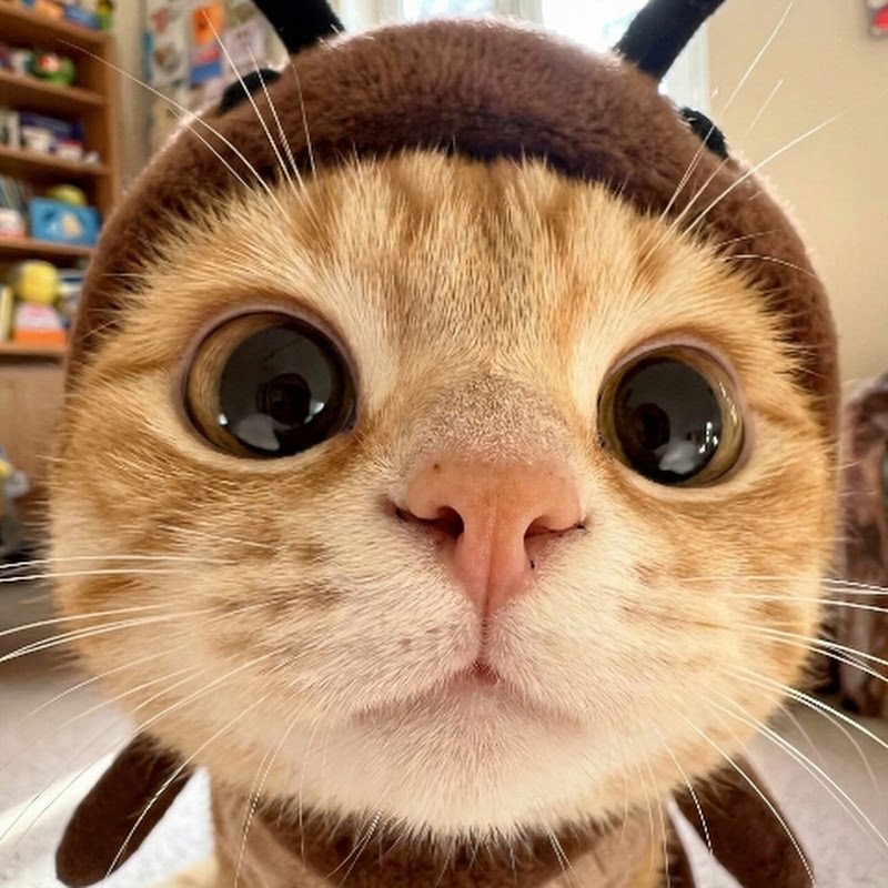 SukubGirl