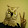 Max owl2006