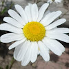 MsMasayan9256