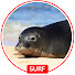 5ANYk6ZTkXw-channel-avatar-Surf Kawela Hawaii