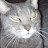 @wilfredharris4399 Avatar