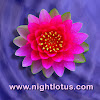 nightlotusvideo