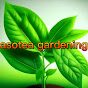 asotea gardening logo
