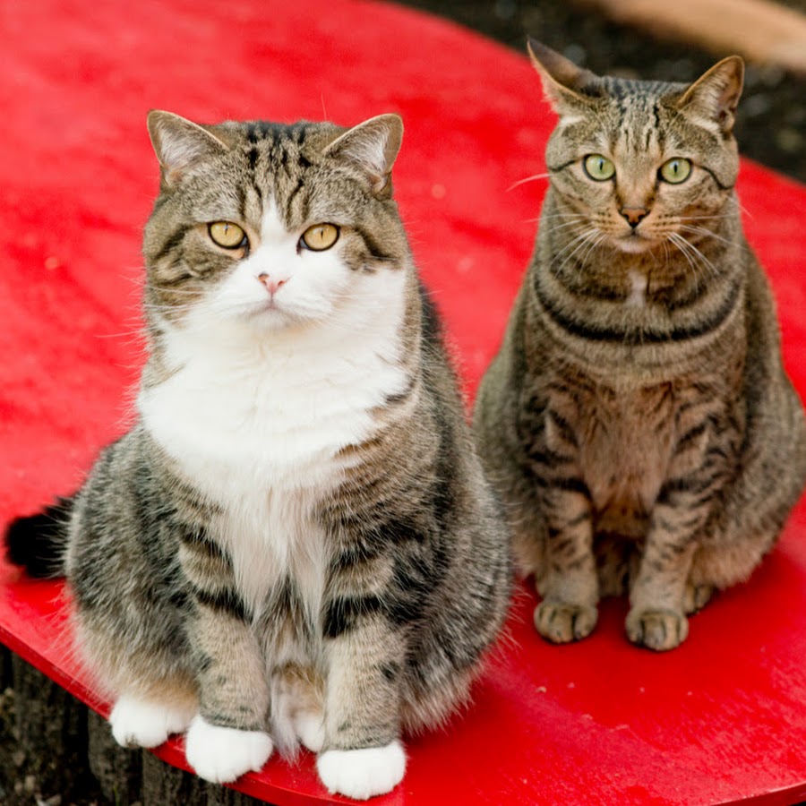 Mugumogu YouTube Mugumogu YouTube