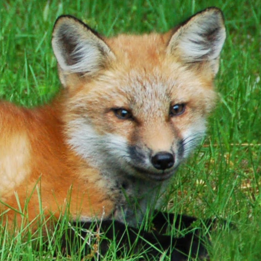 Suburban Wildlife 