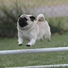 WaveFuZZ