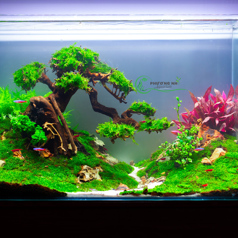 phuongnhi aquarium