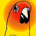 Sun Conure Solar
