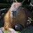 @Capybara526
