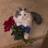 Ilya Mlinarzh