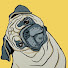 Mops_Ik