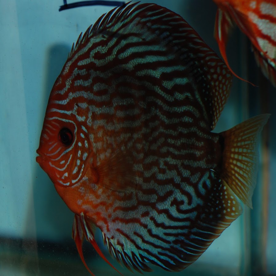 Discus Hans YouTube