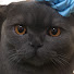 Кошка Кэтти