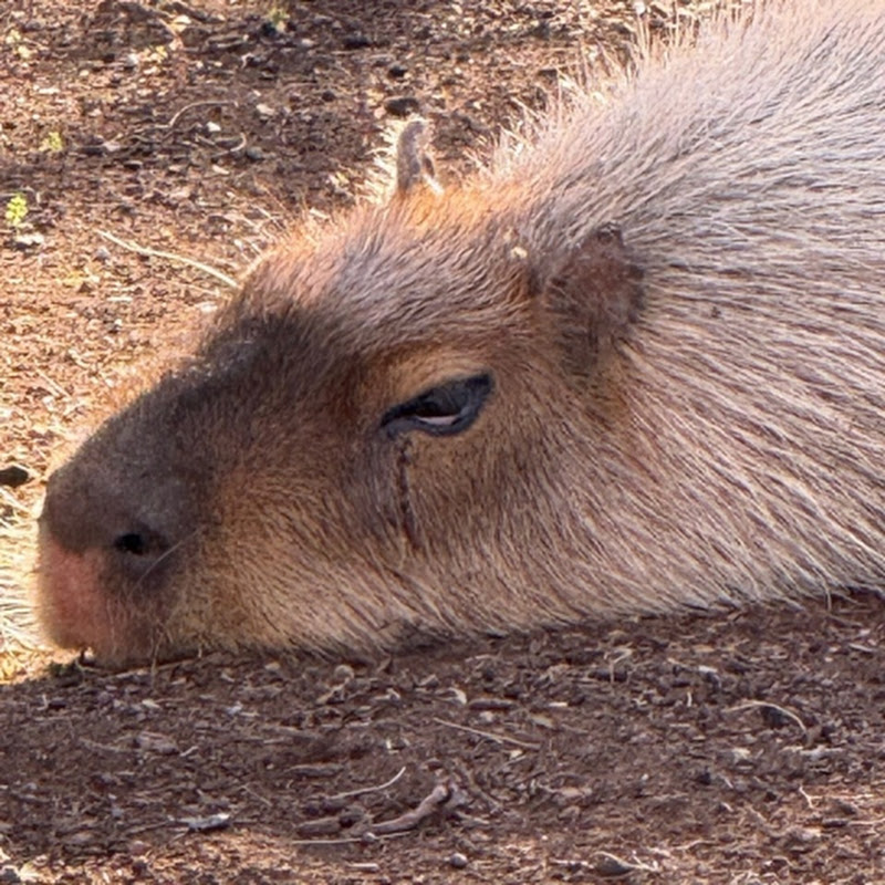 IT’S CAPYBARA