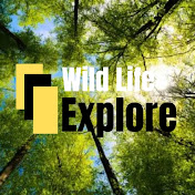 Wild life Explore