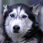 Hundefan Avatar