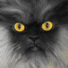 Colonel Meow