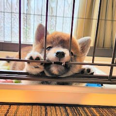 すする
