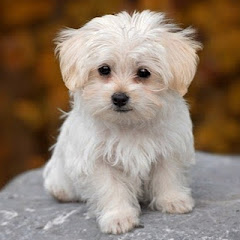 芸能人ヤバいch