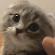 つむチャンネル。
